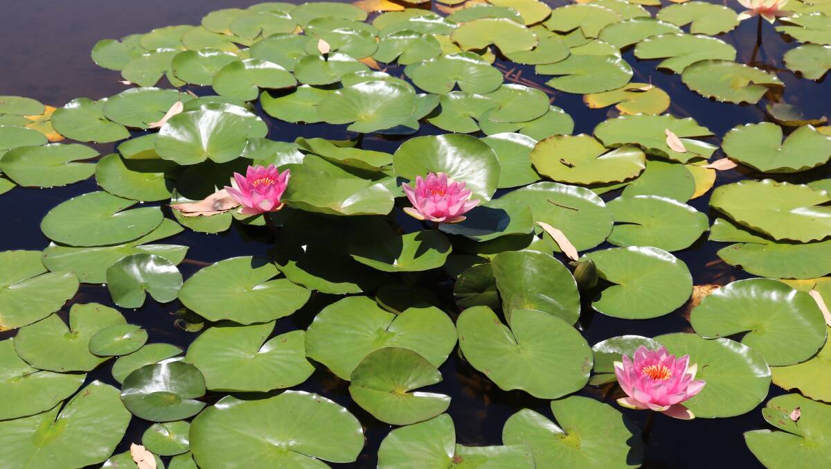 Leuca Creek also supplies water lilies in pots for peoples ponds.