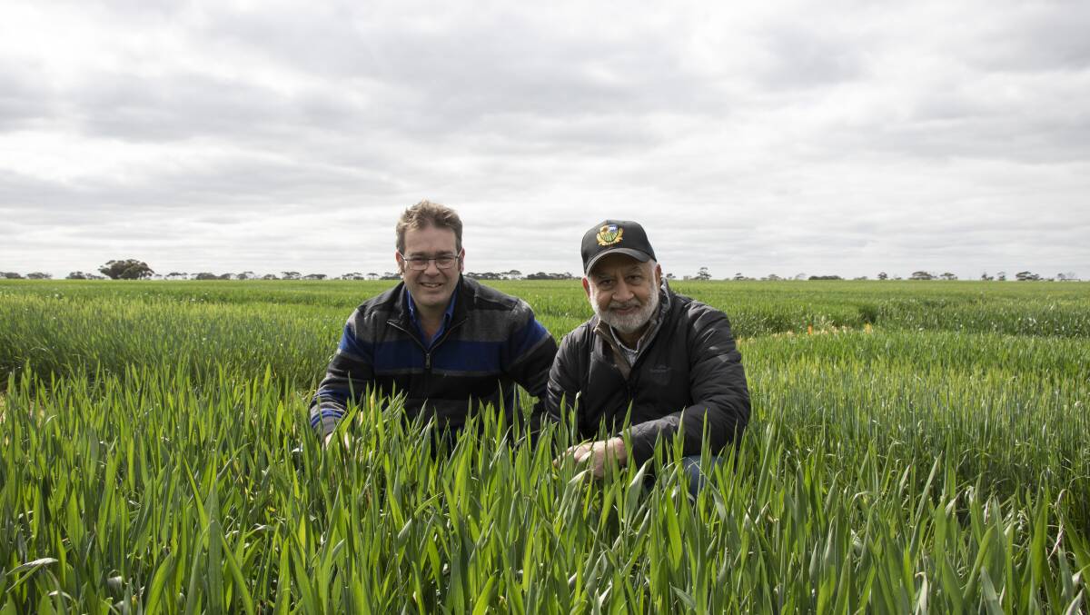 University of Adelaide researchers Ben Fleet (left) and Gurjeet Gill have shown growers can effectively target increasing numbers of late-germinating barley grass plants using a two-year management program of competitive crops, alternative sowing dates, herbicide-tolerant break crops and effective in-crop herbicides.