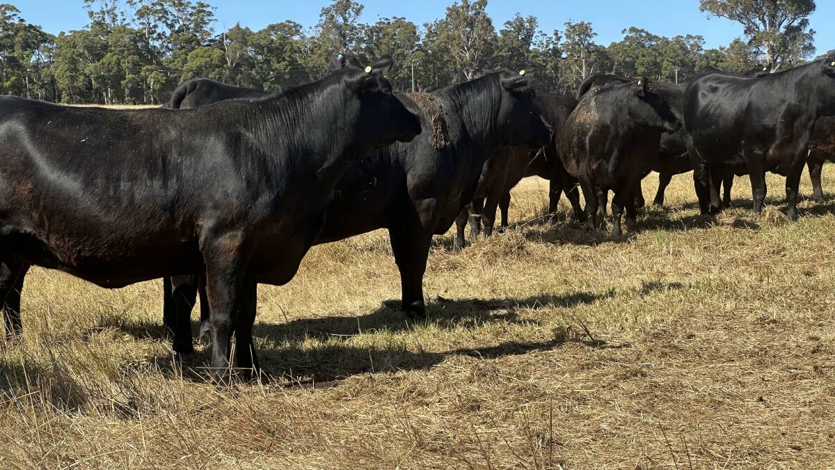 Pemberton producers EJ & SM Cybula will offer 35 PTIC Angus heifers which are based on Ardcairnie bloodlines.