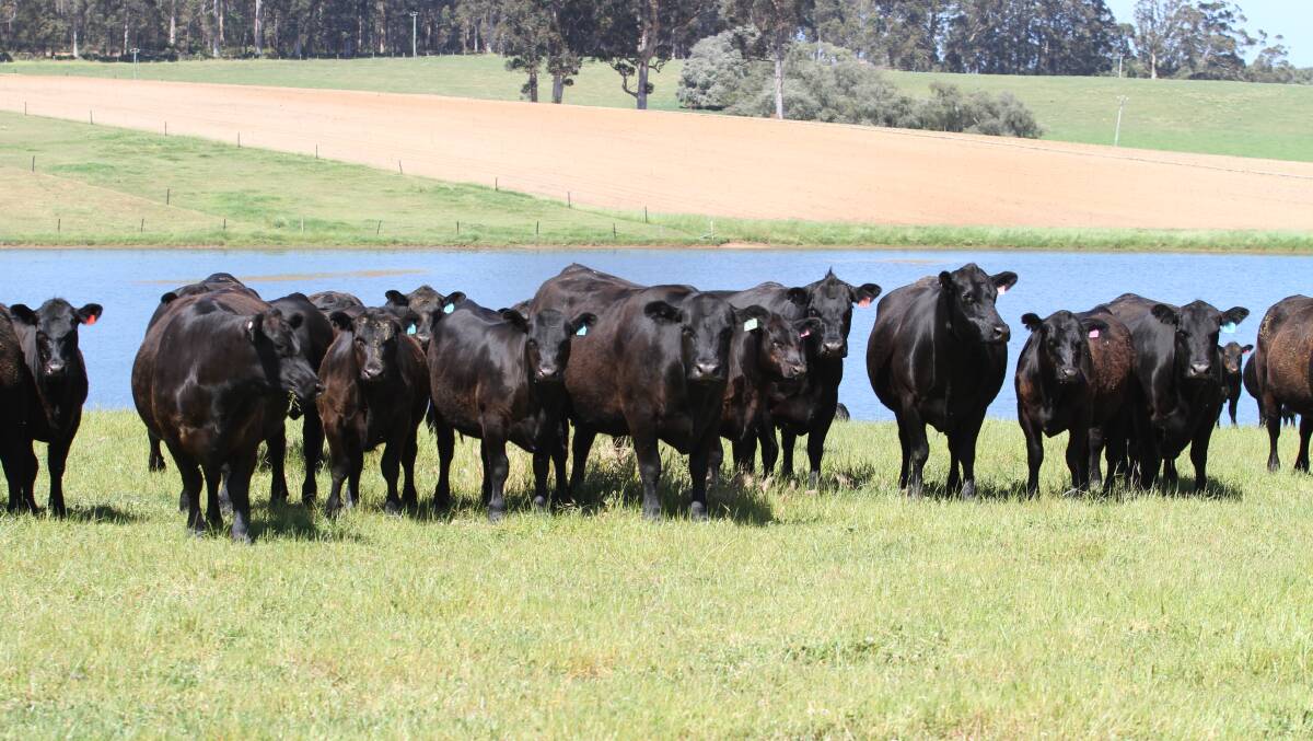 Be in with a chance to win 10, 2018 drop unjoined heifers from the Bendotti family, Pemberton.