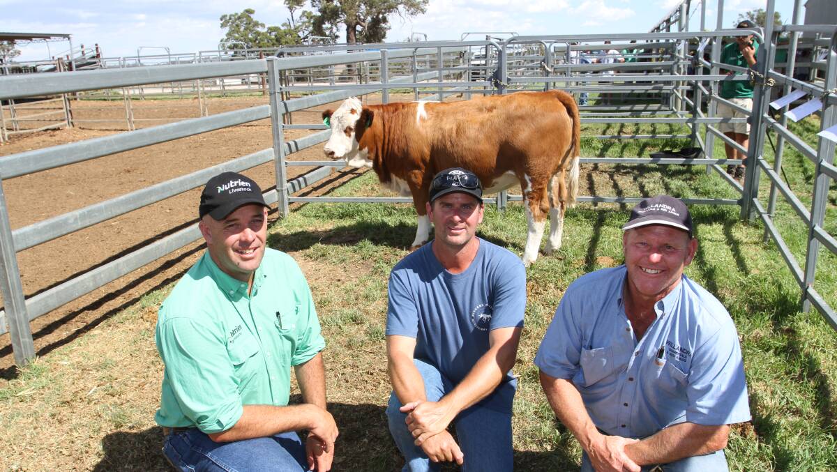  The first stud heifers to be offered at the annual Willandra bull sale sold to a $10,500 top. With the top-priced Simmental heifer Willandra Duchess R118 (P) (by Willandra Nepal) were Nutrien Livestock Williams agent Ben Kealy (left), buyer Paul Tuckey, Mubarn Simmental stud, Pinjarra and Willandra stud co-principal Peter Cowcher, Williams.