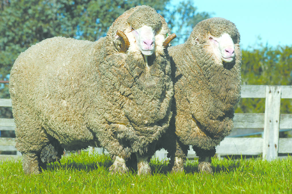 Peak condition vital for rams at joining