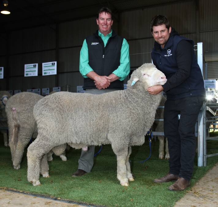 Nutrien Livestock Katanning agent and sale auctioneer Mark Warren (left) and Wiringa Park stud co-principal Allan Hobley, Nyabing, with the ram that sold to the Hobbs family's Lingmer Poll Merino stud, Horsham, Victoria, for $5500 at the sale.