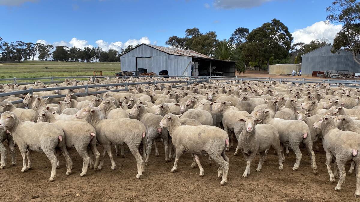 The Flavel family, TW Flavel & Co, will disperse their ewe flock based on Nepowie bloodlines in the Wickepin leg of the sale. The dispersal will include this line of 830 1.5-year-old ewes.
