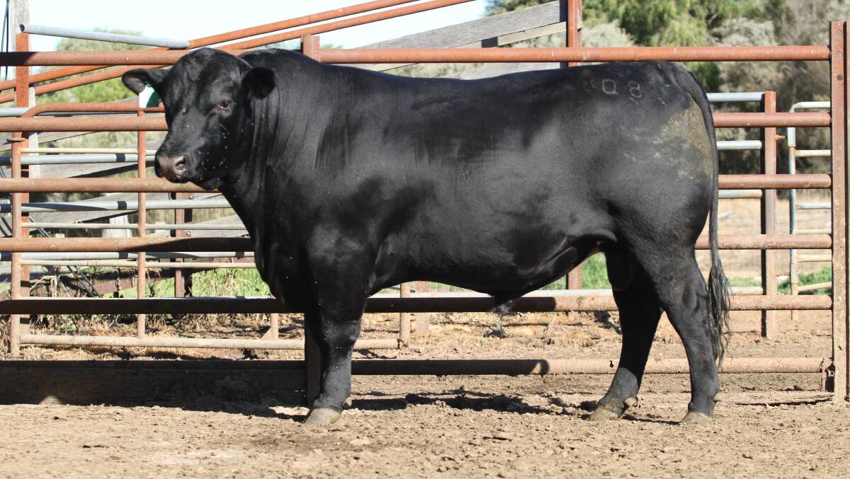  Diamond One Beast Mode Q8 (AI) in lot five was the first to sell for $9500 when it was purchased by the Milne family, DJ & MDJ & M Milne, Condingup, via AuctionsPlus.