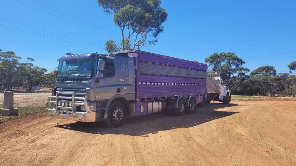 Transferring cattle at Ravensthorpe for the trip across to the Eastern States.