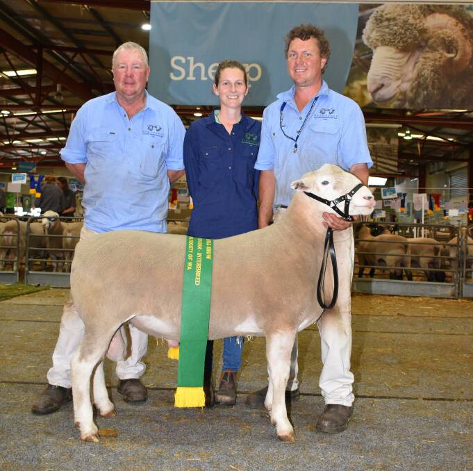 Stockdale stud principals Laurie (left), Belwyn and Brenton Fairclough, York, with their White Suffolk ram which was sashed the reserve grand champion meat breeds ram.