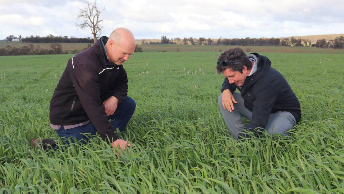 Charles Caldwell (left) and Alec Smith inspecting Denison wheat, which is looking quite good for the season. Mr Smith was confident Denison could do amazing things, and would hopefully be outside the frost window, which sounded promising.