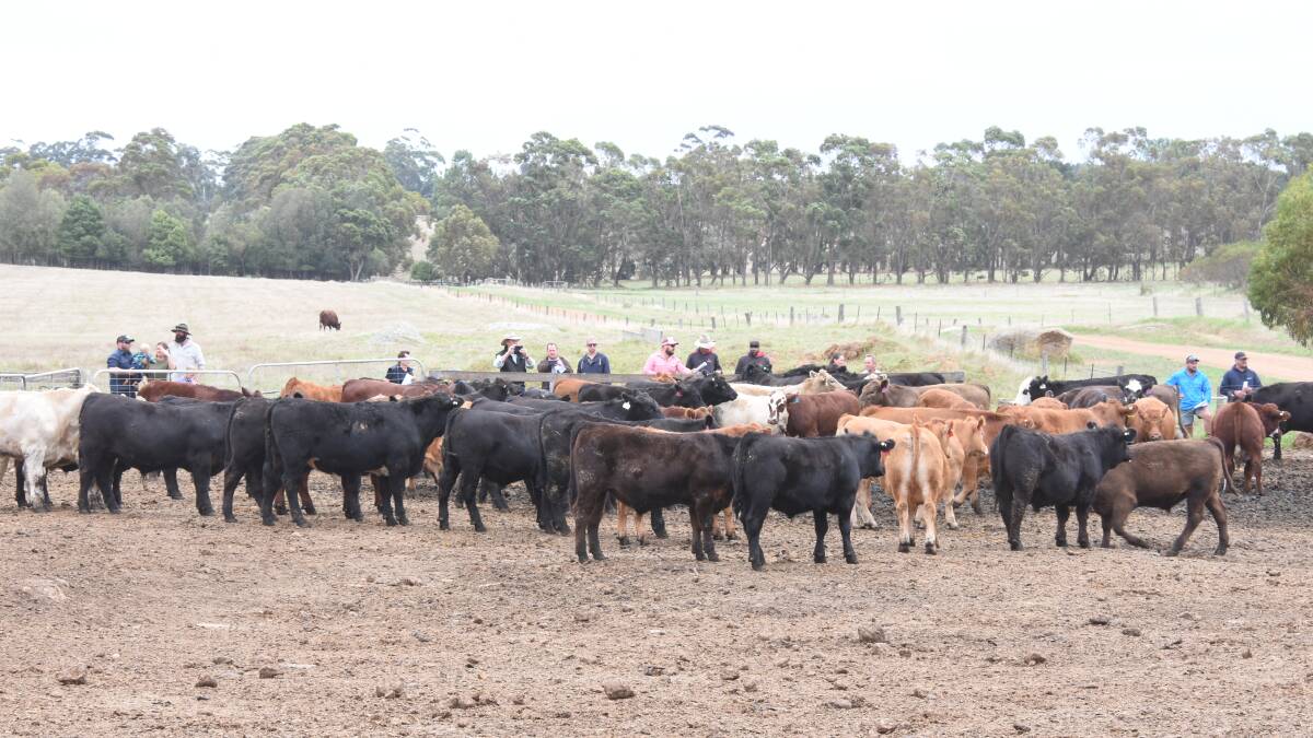 The Harvey Beef Gate 2 Plate Challenge hosted its annual field day last week at the Willyung Farms feedlot at Albany where the cattle are being fed. This year there are 57 teams entered in the challenge and there was time during the field day for entrants to inspect their cattle.