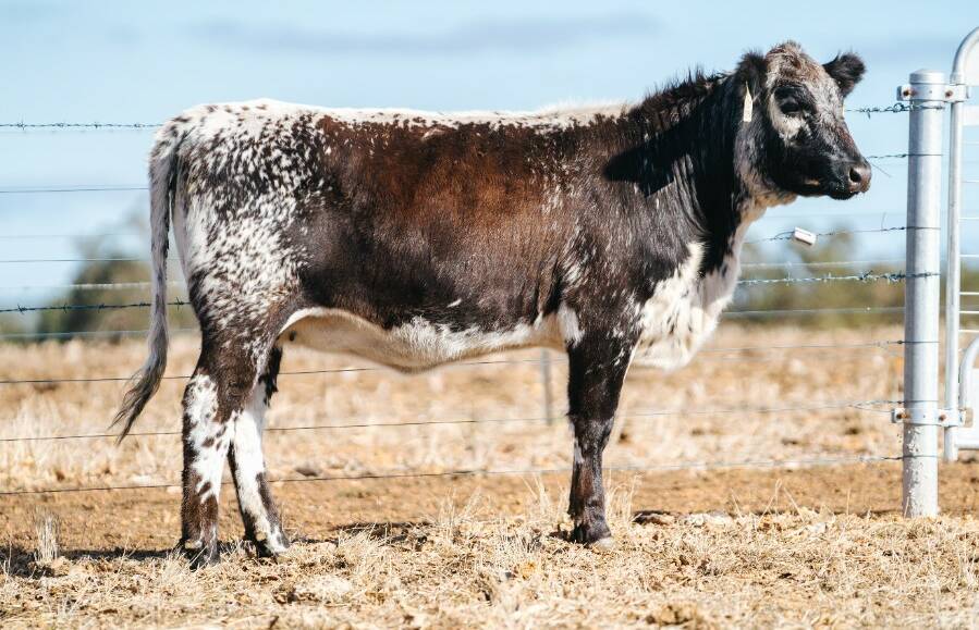 The sale's $10,500 top-priced heifer Kamarah Spitfire S491 (by Kamarah Quality Control Q294) sold to a WA buyer on AuctionsPlus (Photo: Cullen Marketing)