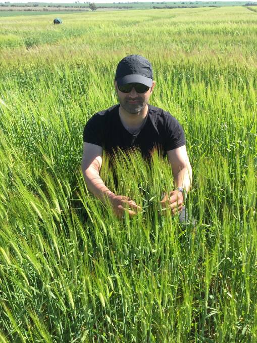 DPIRD research officer Hamid Shirdelmoghanloo assesses barley plants as part of a Western Barley Genetics Alliance project to better understand its heat tolerance to help develop superior varieties suited to Australian heat-stressed environments.