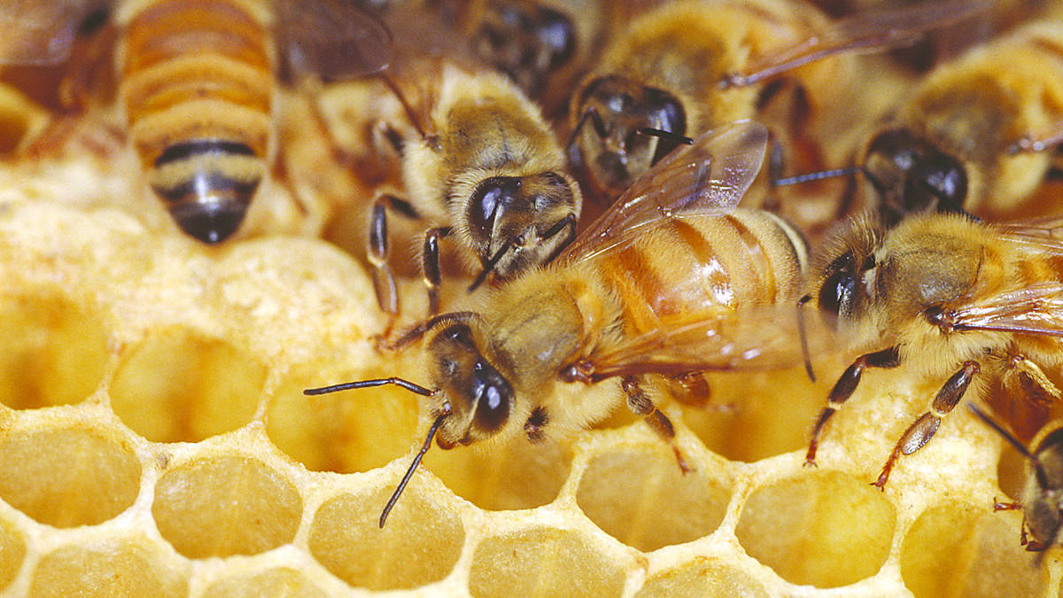 WA a sweet spot for beekeeping