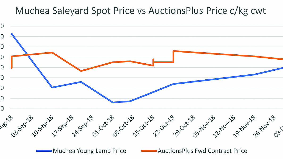 Forward contract lamb sale on again