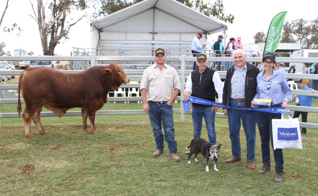 Warrawagine Cattle Company, Warrawagine and Wallal stations, Port Hedland, again purchased the charity bull at this years sale for $16,000 with all proceeds donated to Telethon. With the double polled commercial bull by Alinga Glove were Munda Reds Glencoe manager Ben Wright (left), Munda Reds stud principal Mike Thompson, buyer Rob Jowett, Warrawagine Cattle Company and charity bull buyer sponsor Kylie Meloury, Virbac central WA area sales manager along with Munda Reds resident dog Corka.