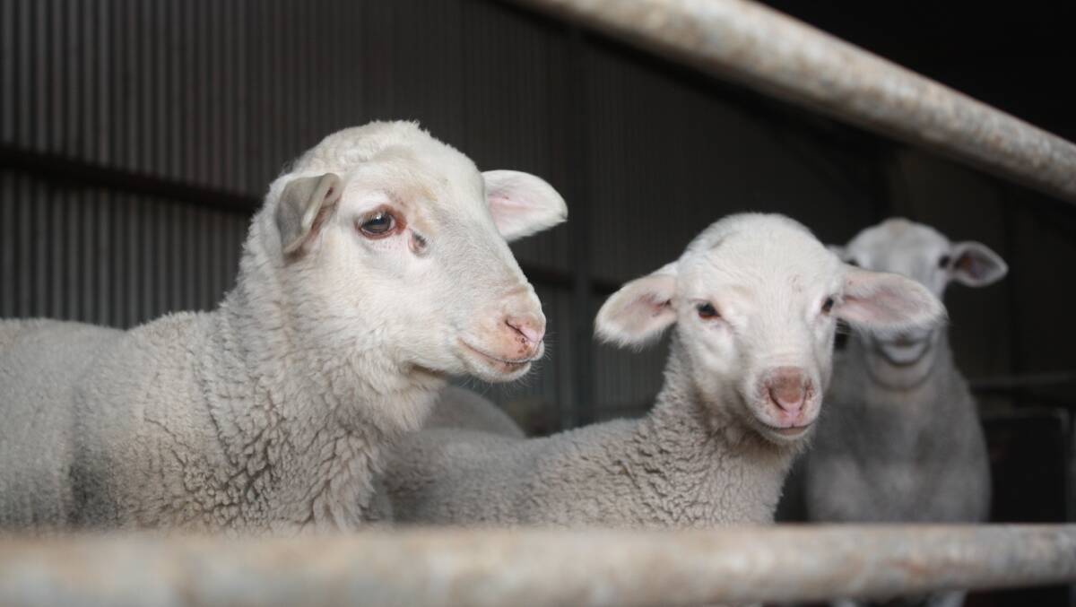 Funding schemes for the sheep industry are included in the latest annual reports on the DPIRD website.