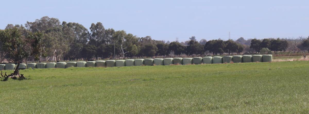 Alcoa Farmlands cuts 5000 rolls of hay and 450-500 rolls of silage annually.