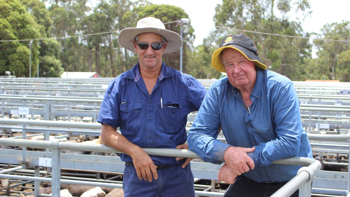 Inspecting the beef steer and heifer lines before the sale commenced were John Piscioneri (left) Bunbury and Robin King, Chapman Hill.
