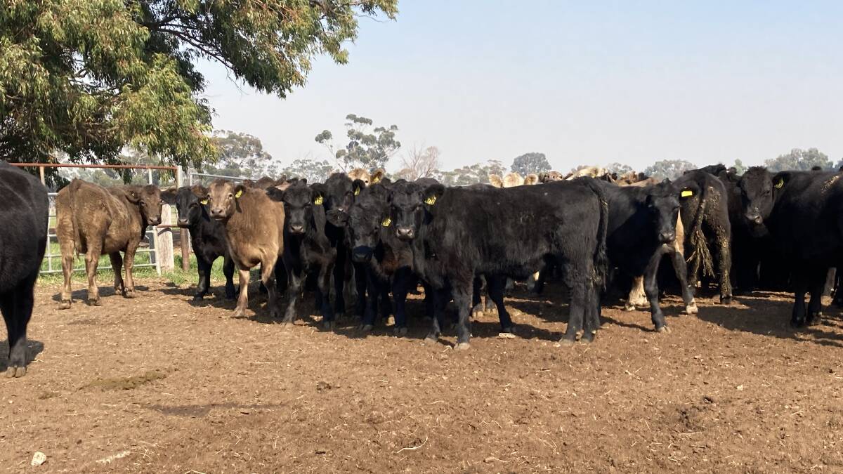 Some of the 160 Angus steer and 20 Murray Grey steer weaners aged 10-12 months weighing from 360-380kg to be offered by Aloca Farmlands, Pinjarra/Wagerup.