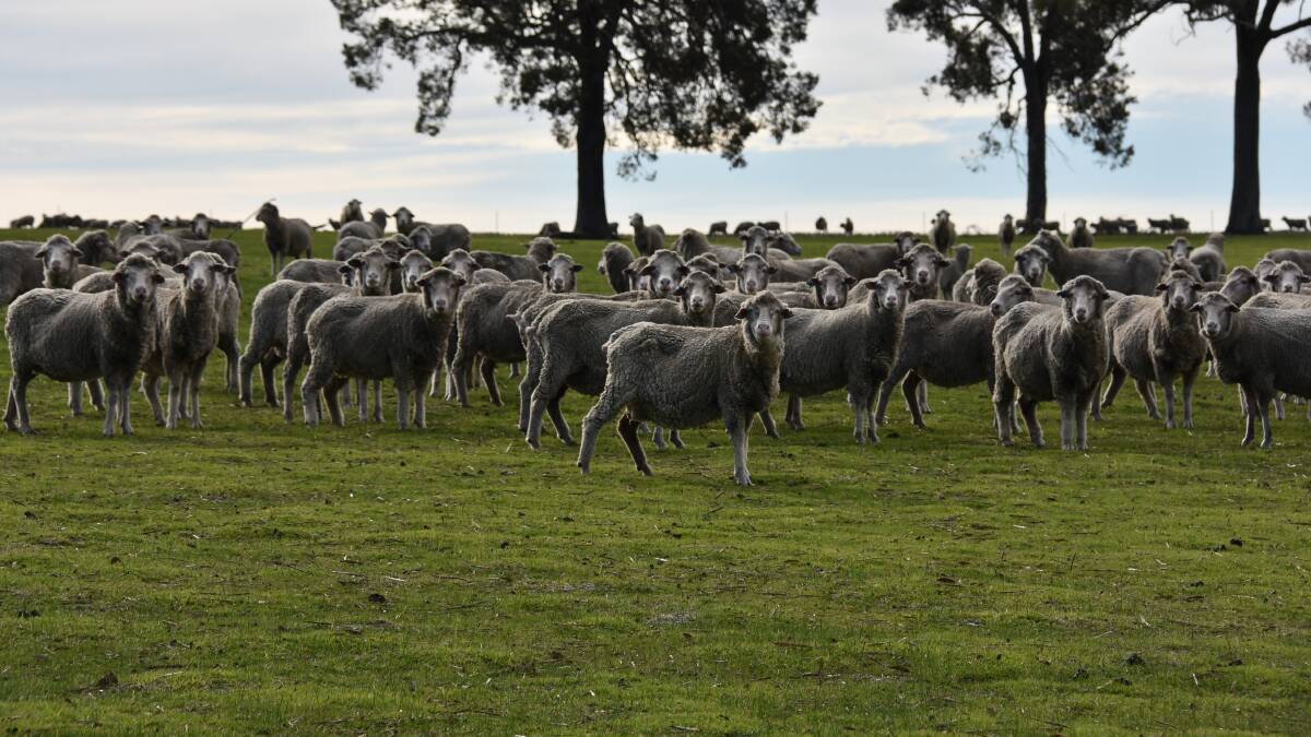 Some of the Simpsons 2014 drop, red tag, Merino ewes in late July this year.