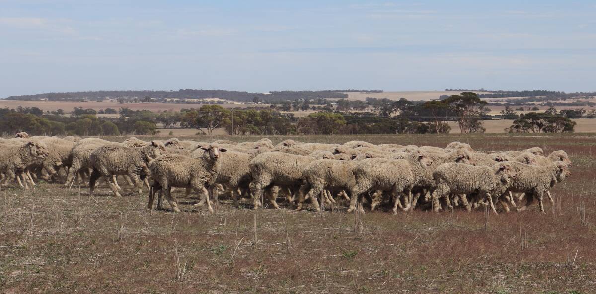 The O'Hares have leased out their 800 Merino breeding ewes to a local farmer who runs them on their property.