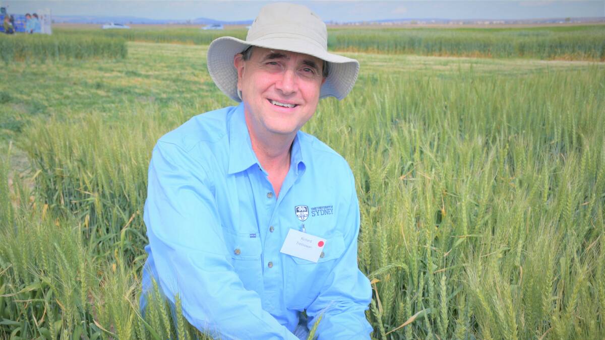 University of Sydney professor of plant breeding Richard Trethowan said research suggested that current levels of heat tolerance can be substantially improved. Photo by GRDC.