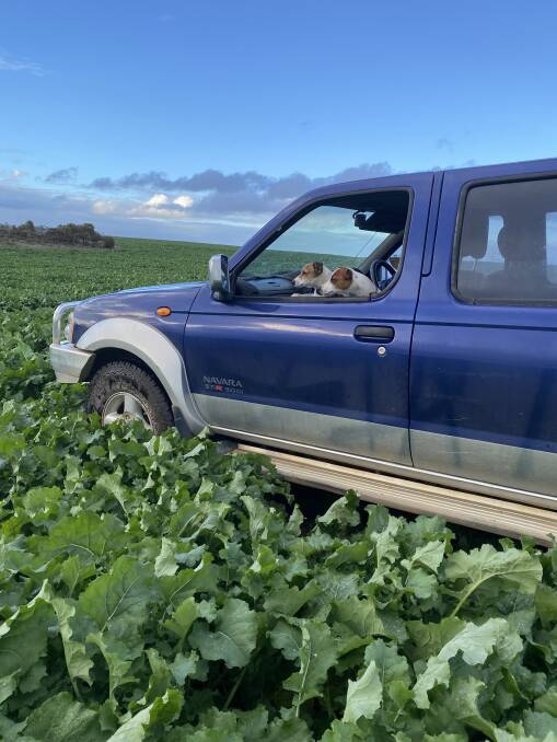 Jack Russell puppies Trevor and Ronnie checking out the canola on Saddleworth Farm, Allanooka. "The crops are all looking fantastic and are bounding away," said Tegan Winterbottom who sent in this photograph. "It's shaping up to be a ripper of a year with continuous rain and sunshine providing perfect growing conditions."