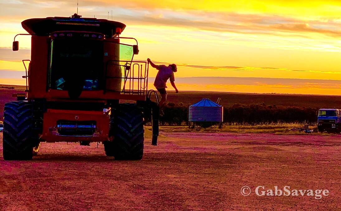 Almost all agricultural industries have experienced workforce shortages which had become more extreme with COVID induced border closures. Photo by Gab Savage, Tolga Farm, Kulin.