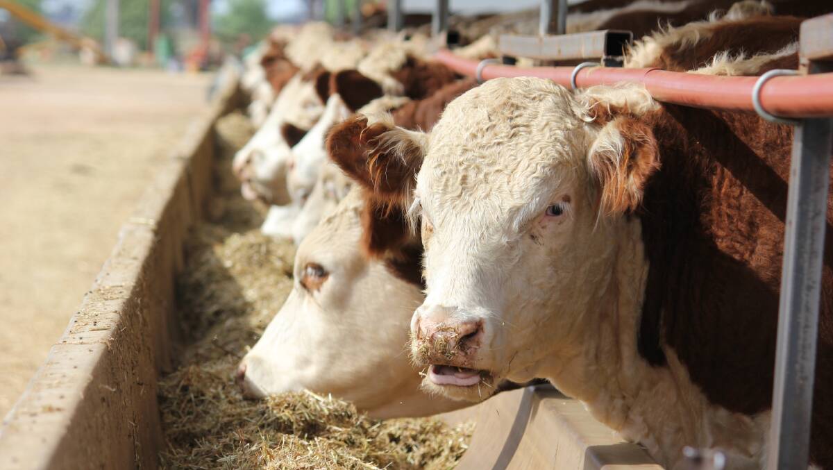 Updated cattle health declaration form available