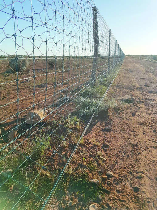 Mr Wood said Rawlinna station had worked hard to get the 380 kilometre dog proof fence back up and running again and had even resorted to walking beside it to inspect the netting.