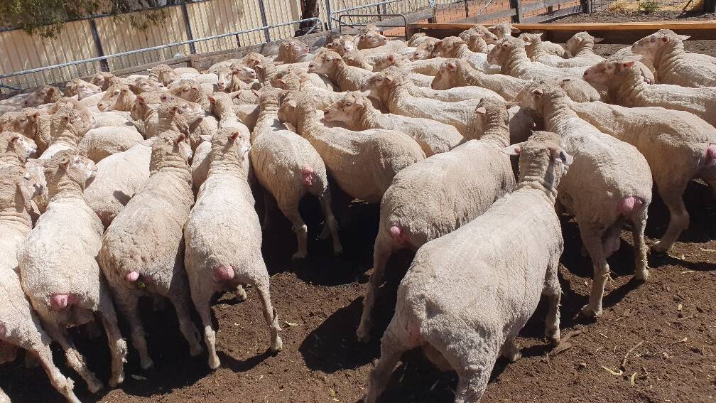 Regular vendors at Wickepin for many years MG & B Green will offer a small line of 147 September shorn 5.5yo ewes, which are based on Eastville bloodlines and were shorn in September.