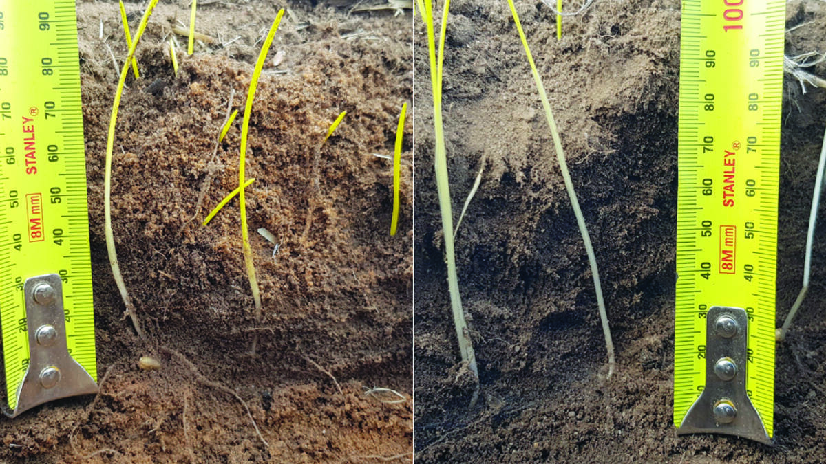 Both Mace, left, and 'Mace18' wheat (containing the Rht18 gene associated with the long coleoptile trait) sown on May 25, 2020 at a depth of 120 millimetres, plus dry soil furrow fill. Photo by SLR.