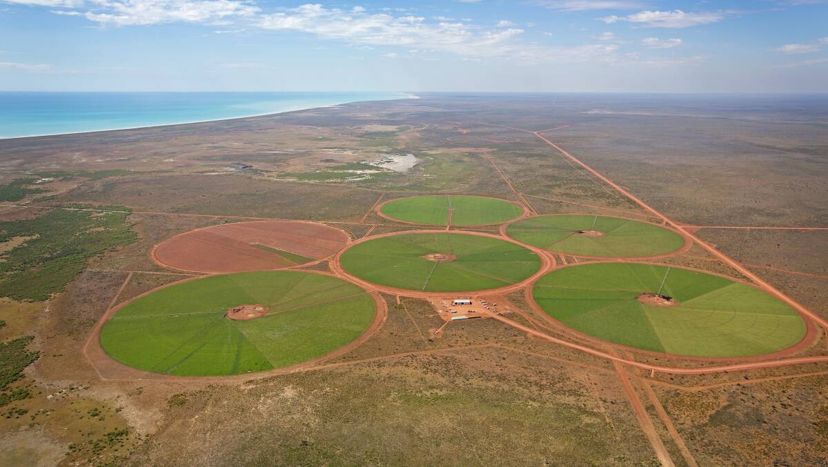 The Pilbara's Pardoo Beef Corporation (PBC) is expanding after securing a sublease for two properties in the Kimberley of a combined 380,000 hectares. PBC's only other pastoral holding was Pardoo station, of which about 900ha is under irrigation. Photo by PBC.