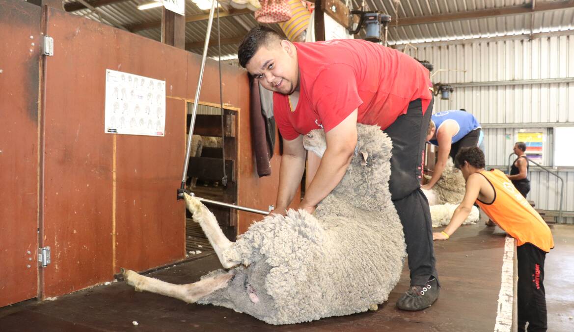 Young Gun Lachlan Hansen on the board at a Rylington Park shearing school last month.
