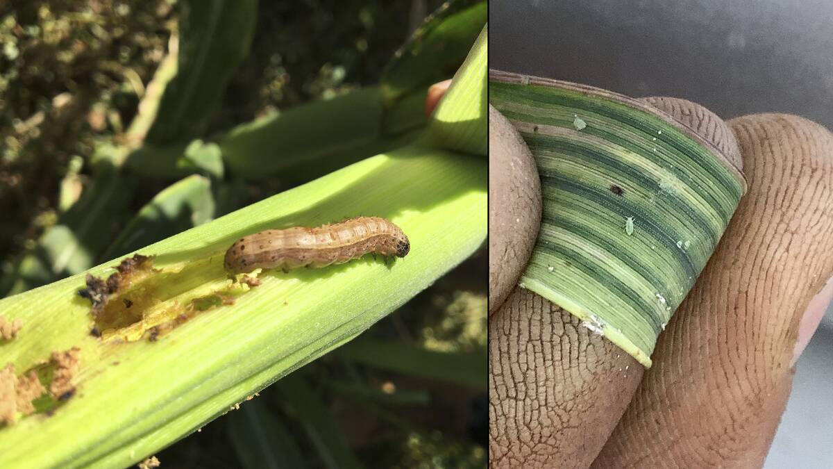 Growers have been warned to monitor crops for the potentially significant pests fall armyworm (left) and Russian wheat aphid (right) this spring and report observations to DPIRD.