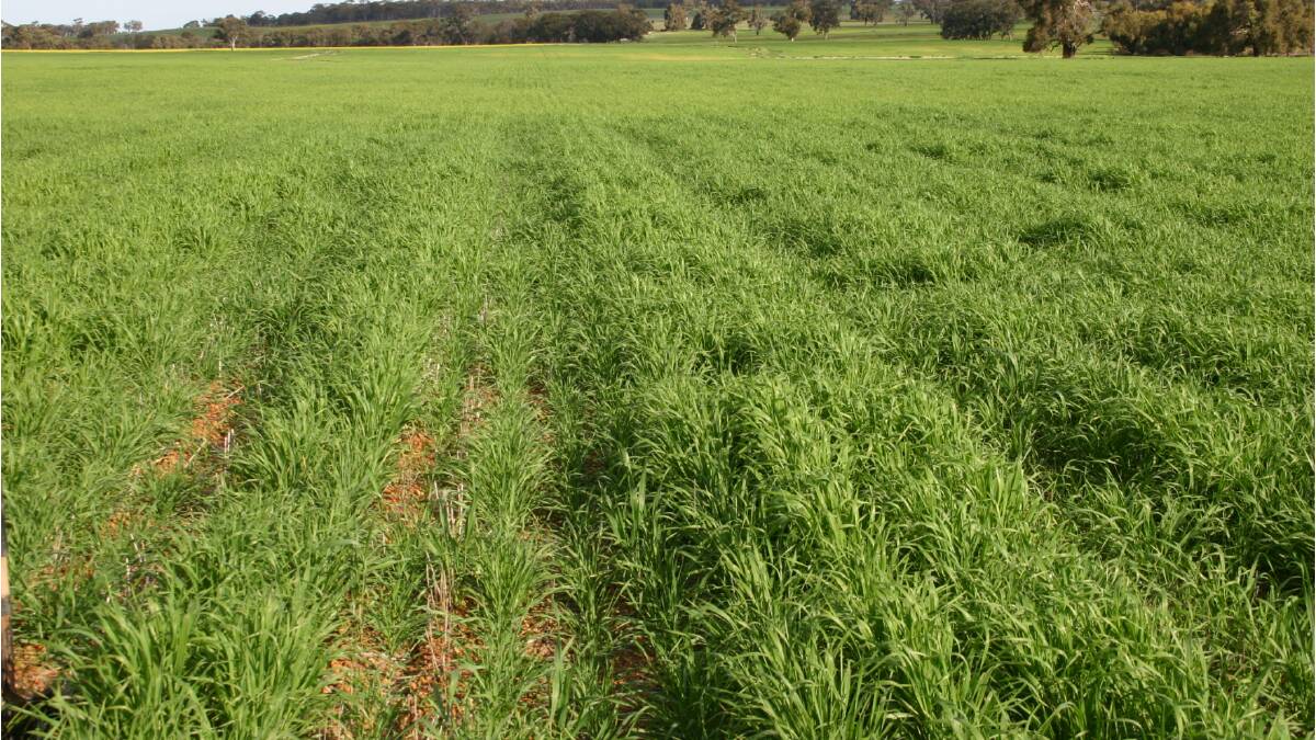 Barley plants struggling in the inter-row, on the left, compared to healthy plant stands on the right.