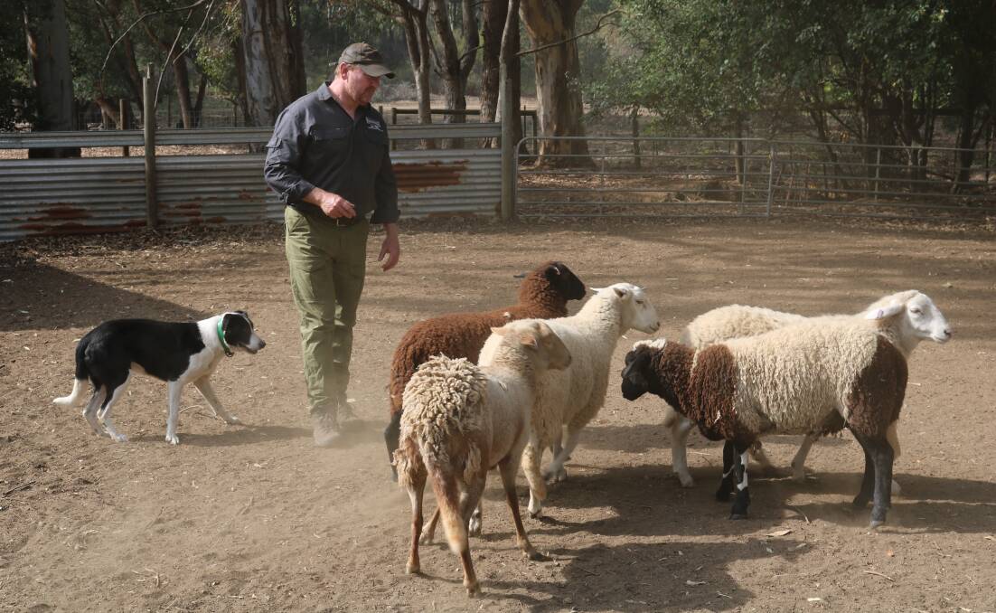  For Mr Leaning, training sheep dogs is also about bridging the city and country divide, as a lot of his students are suburban residents.