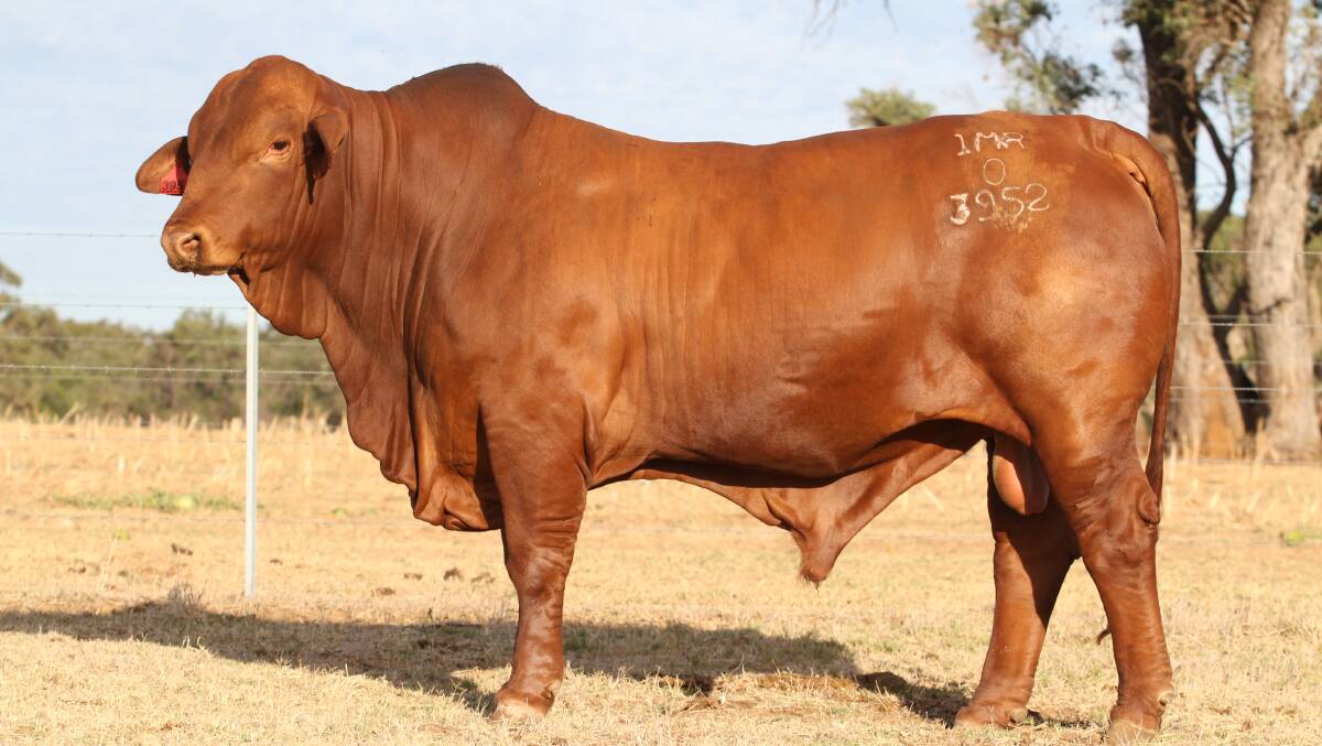 The $51,000 second top-priced bull Munda Finisher 3952 (PP) (by Garthowen Velocity 2) was purchased on AuctionsPlus in half share to Queensland buyers the Atkinson family, Glenavon Droughtmaster stud, Yaamba and the Geddes family, Telemon Droughtmaster stud, Springsure.
