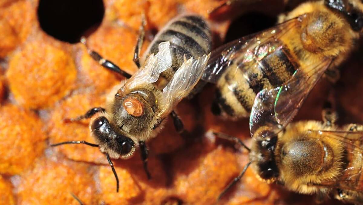 Though small, the varroa mite is very dangerous. Beekeepers should monitor their hives for the parasite and test for it at least twice a year. Photo from the Bee Industry Council of WA.