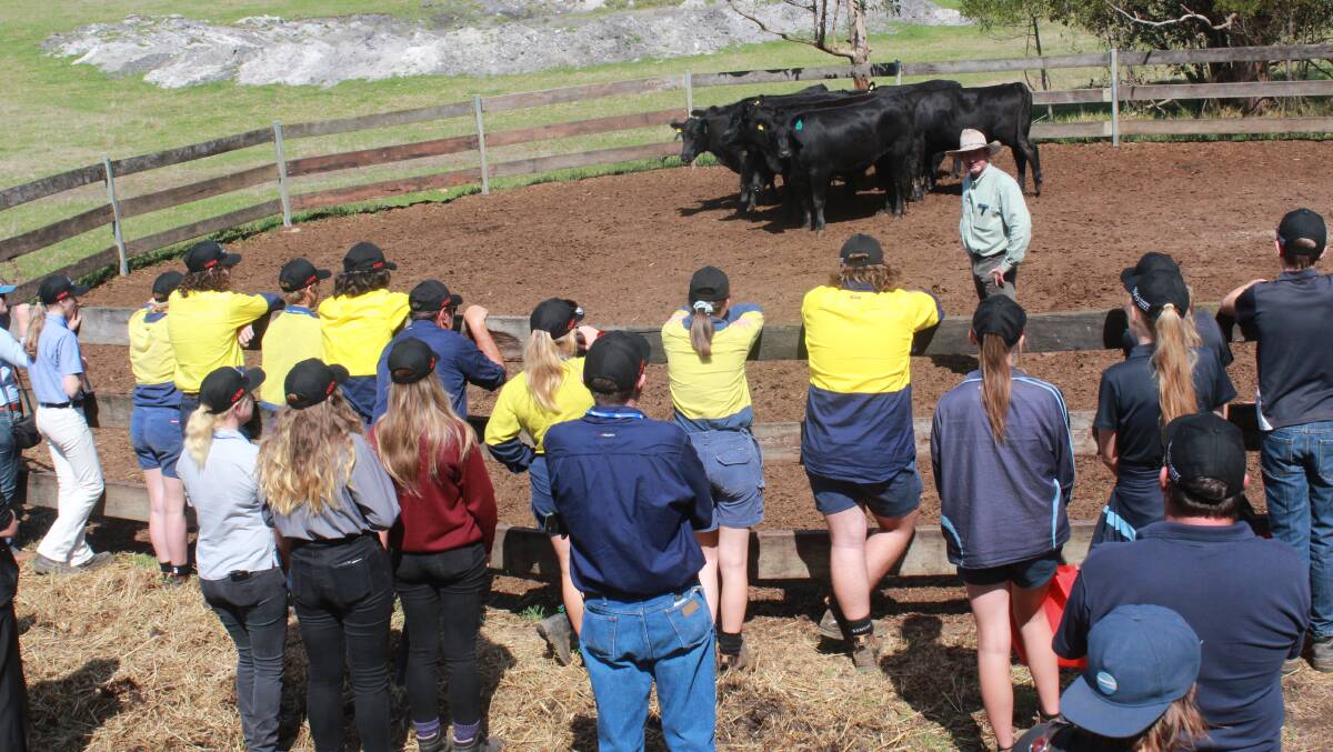 Part of the Harvey Beef Gate 2 Plate school challenge was a lesson in stockhandling with local stockman Steve Moir taking students through the dos and don'ts of handling cattle in the yards.