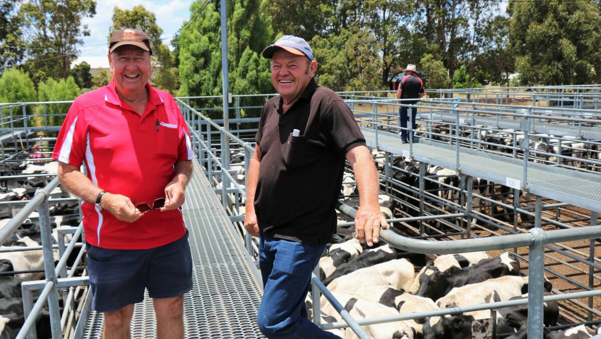 Elders, Nannup and Busselton agent Terry Tarbotton (left) inspected the Friesian steers at the sale with client, Bruce Hamon, Anniebrook. Mr Tarbotton purchased several pens for Mr Hamon.