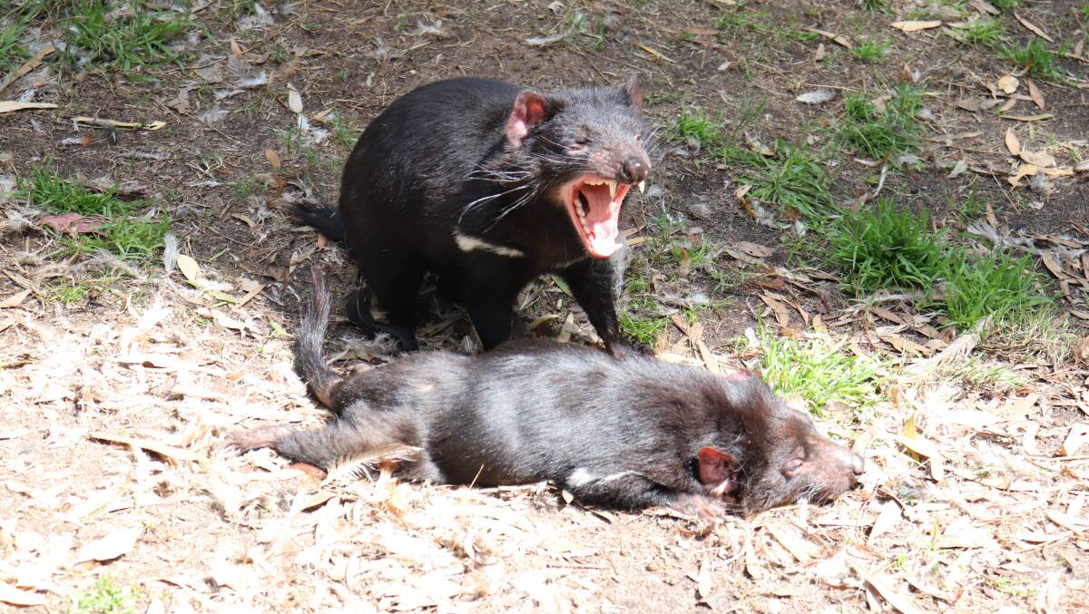 Red's Zoo is part of a Tasmanian Devil breeding program.