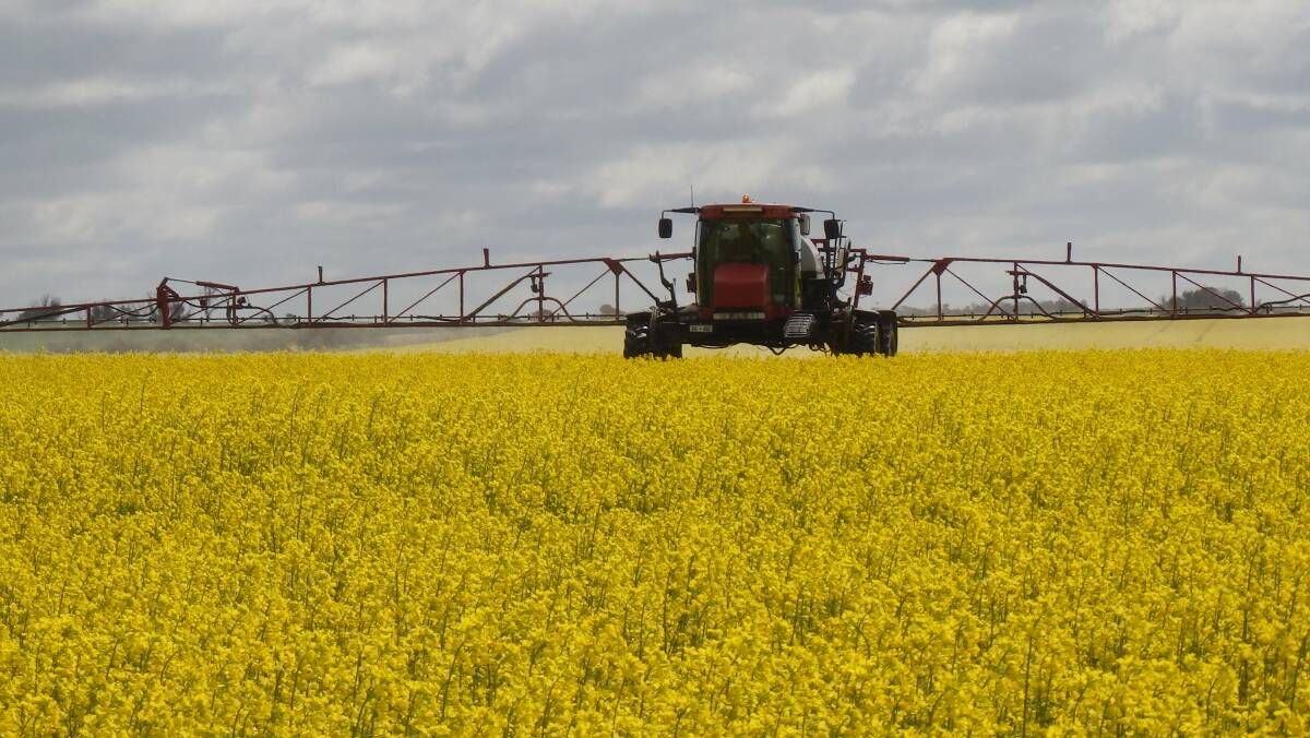  In the past 15 years, the area sown to hybrid canola has risen to 47 per cent in Australia.