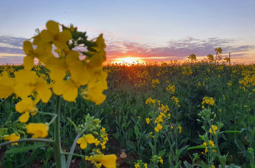 Canola at sunset on Brad Wheeler's farm at Corrigin. He said the season had been great so far and was expecting a "ripper year".