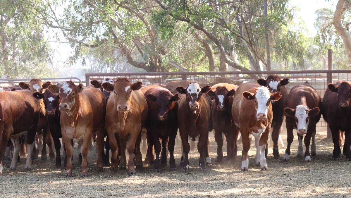 Calving begins in March with weaning in December and the aim is to sell off their progeny at 18 months of age.