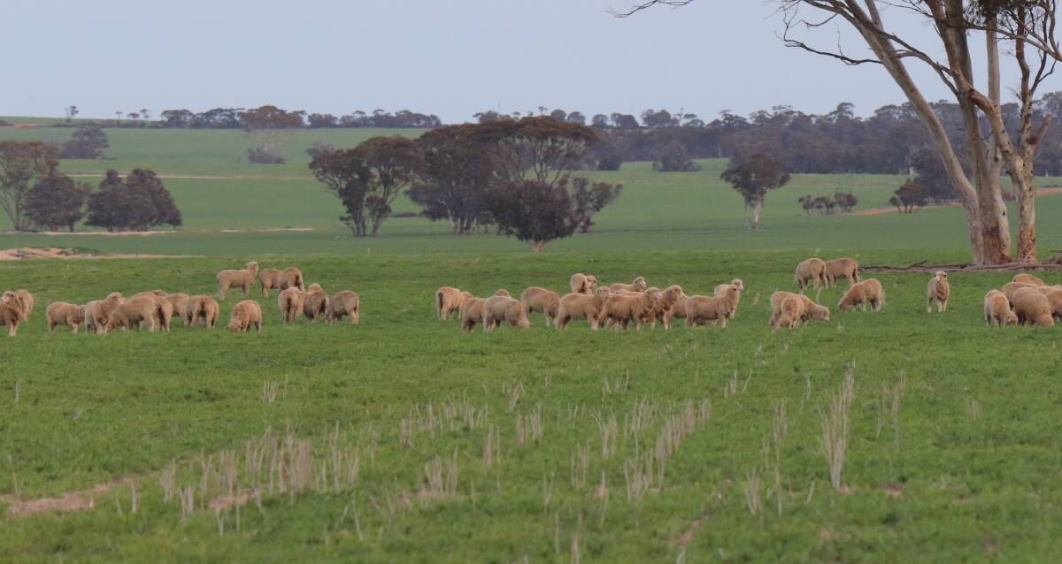 This year the Tysons averaged 100 per cent lambing which is an improvement from their past average percentage of 90pc.