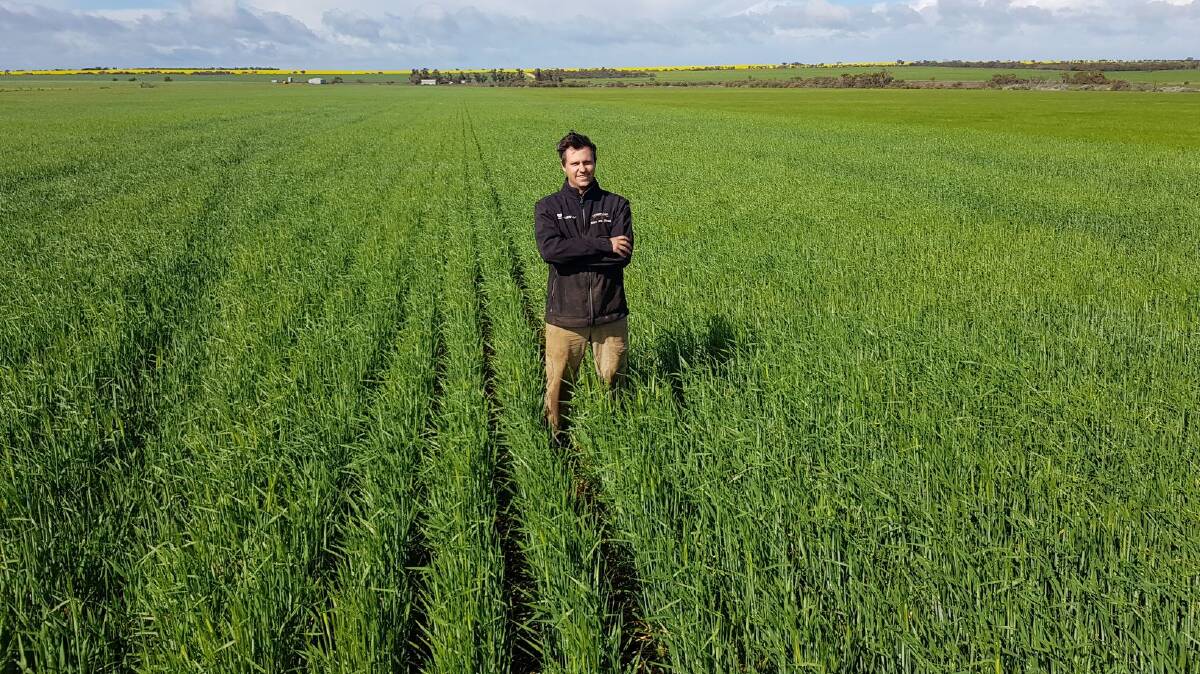 Latham grower and Liebe Group researcher Dylan Hirsch in a crop of Buff barley. Photo by InterGrain.
