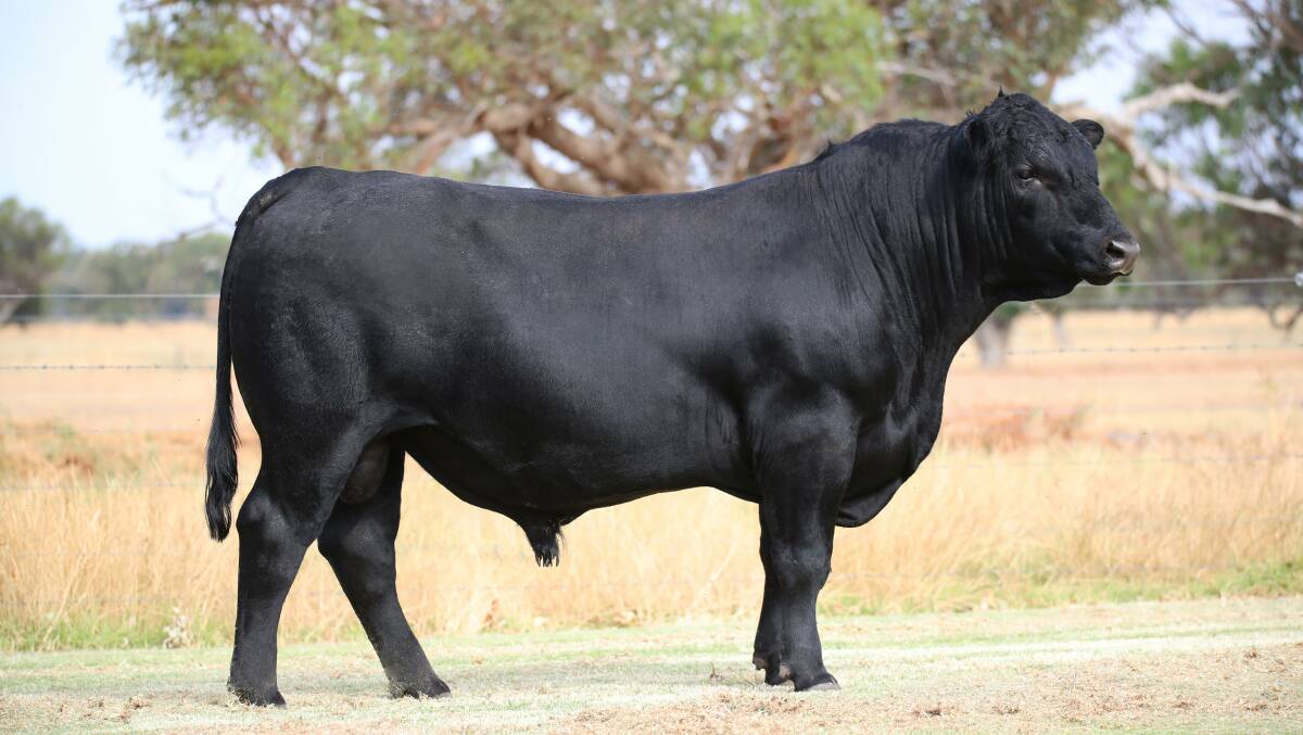 Lot five, Black Market Investment P028, which was the first bull to sell for $11,500 in the Black Market offering to the Scott family, Silverlands Stud Farm, Bridgetown.