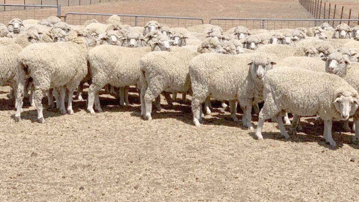 This line of 257 2.5yo ewes from the Wyatt family, ED & JA Wyatt, Pingaring, topped the sale when they sold for $246. (The ewes were shorn after the photo was taken).
