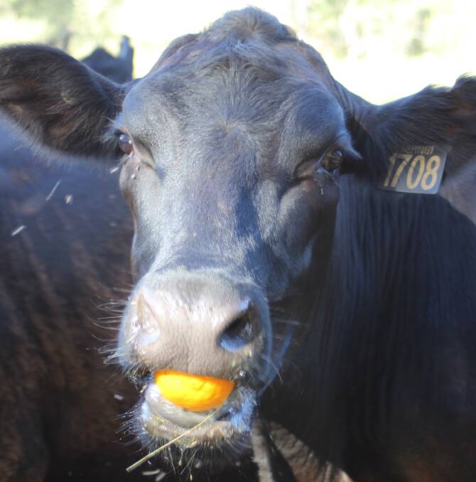 The two diverse farming practices work hand in hand sometimes when the Knight's cattle are given a tasty orange to eat.