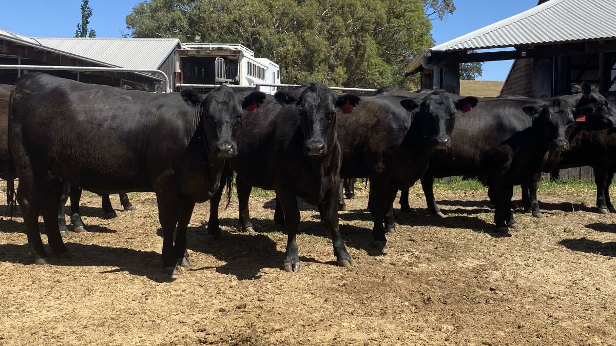 Burekup-based J Stowe has nominated 18 Angus heifers aged 18 months which are PTIC to Lawsons Angus bulls.